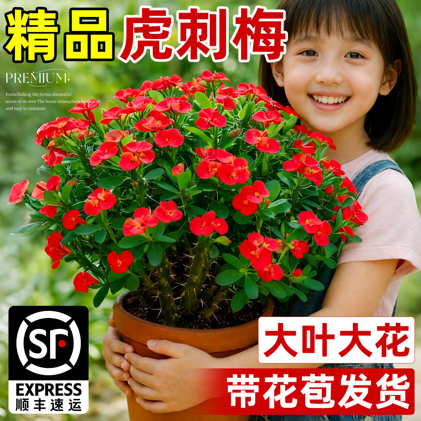 虎刺梅花卉盆栽客厅植物室内办公室阳台耐旱铁海棠花四季花卉植物,鲜花速递/花卉仿真/绿植园艺,时令草本花卉,淘宝优惠券,粉丝福利购,淘宝优惠卷