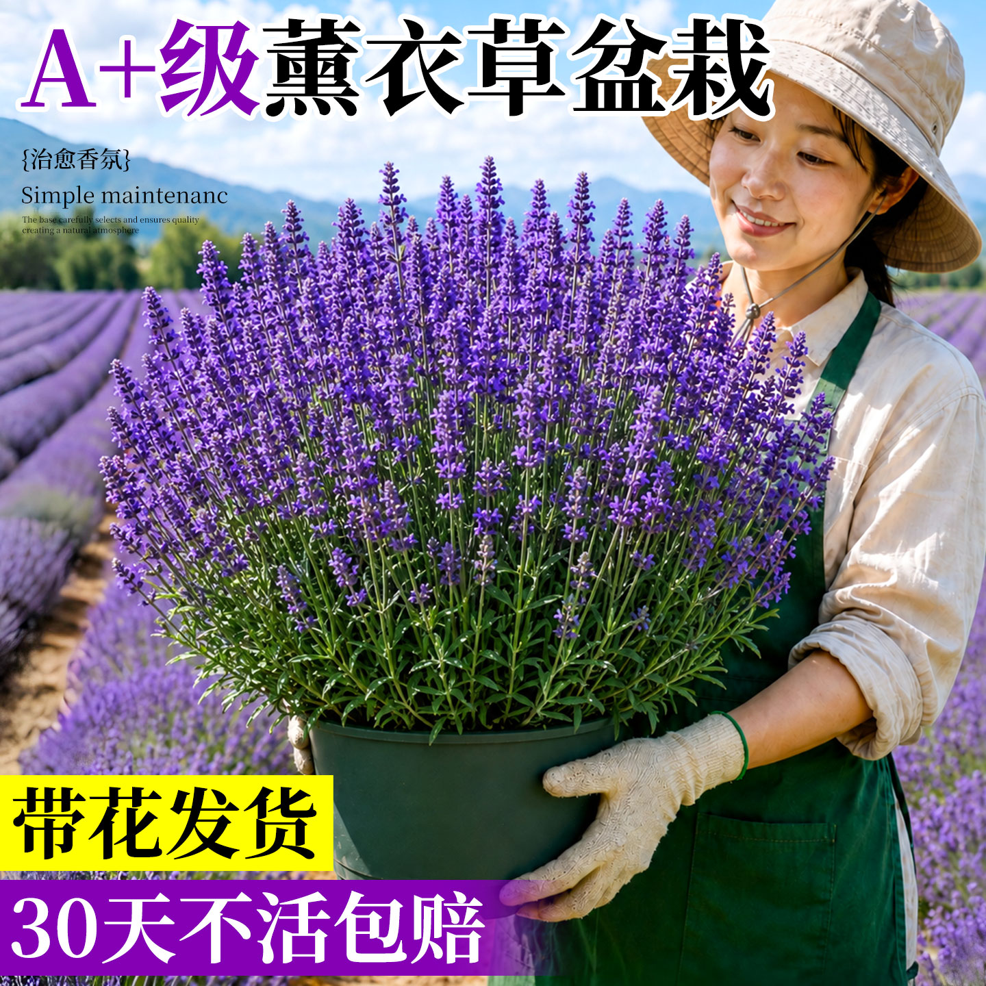 薰衣草花苗大苗盆栽室外庭院桌面阳台浓香型绿植物花卉盆栽好养活