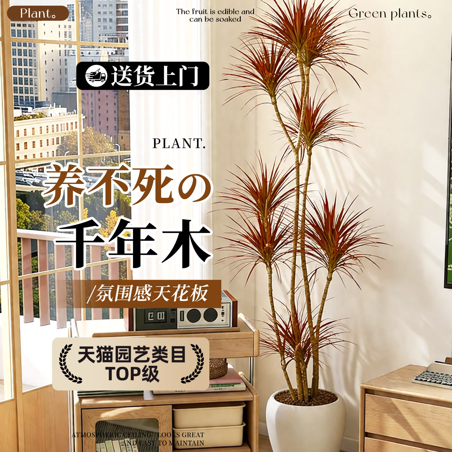 千年木绿植大盆栽客厅室内办公室阳台装饰七彩铁植物摆件精致高级