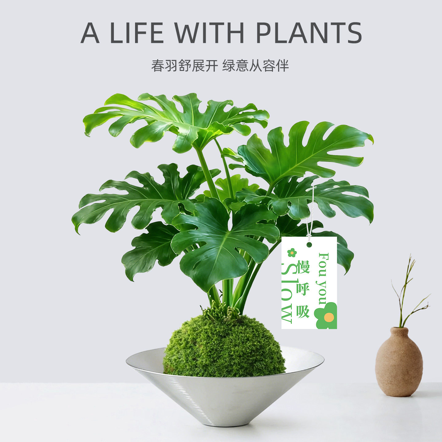 四季常青懒人好养春羽苔藓球植物图片