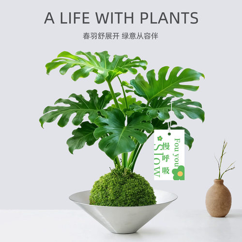 四季常青懒人好养春羽苔藓球植物