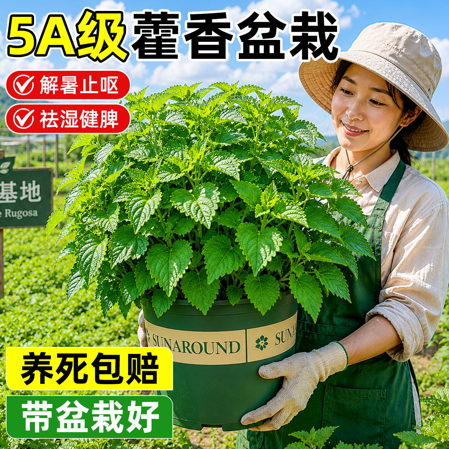 新鲜香草基地直发！藿香大苗盆栽