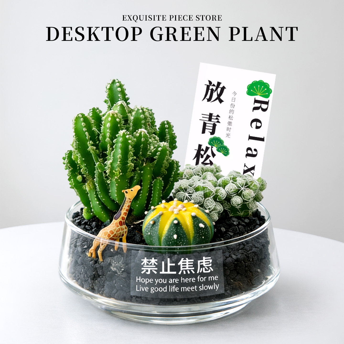 仙人球仙人掌植物组合盆栽办公室内桌面多肉绿植花卉放松解压盆景