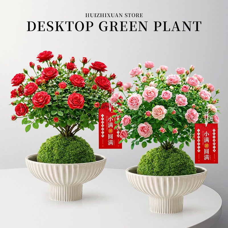 姬月季苔藓球水培植物盆景室内客厅绿植花卉小盆栽四季懒人好养活