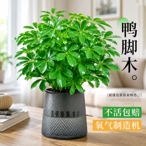 八方来财鸭脚木招财旺宅不二之选