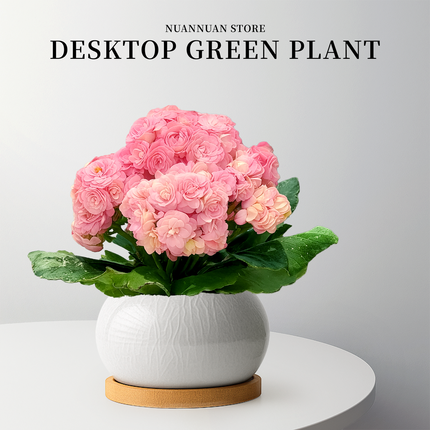 长寿花盆栽粉巴黎回忆海天霞盆景室内桌面高端精品植物花卉好养活,鲜花速递/花卉仿真/绿植园艺,时令草本花卉,淘宝优惠券,粉丝福利购,淘宝优惠卷