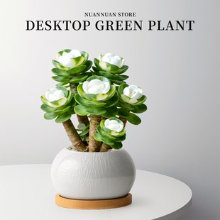 金钱木老桩盆栽多肉植物办公室桌面招财绿植花卉高级感盆景好养活