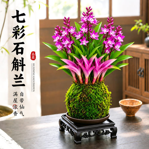 四季常绿花香浓郁古朴典雅