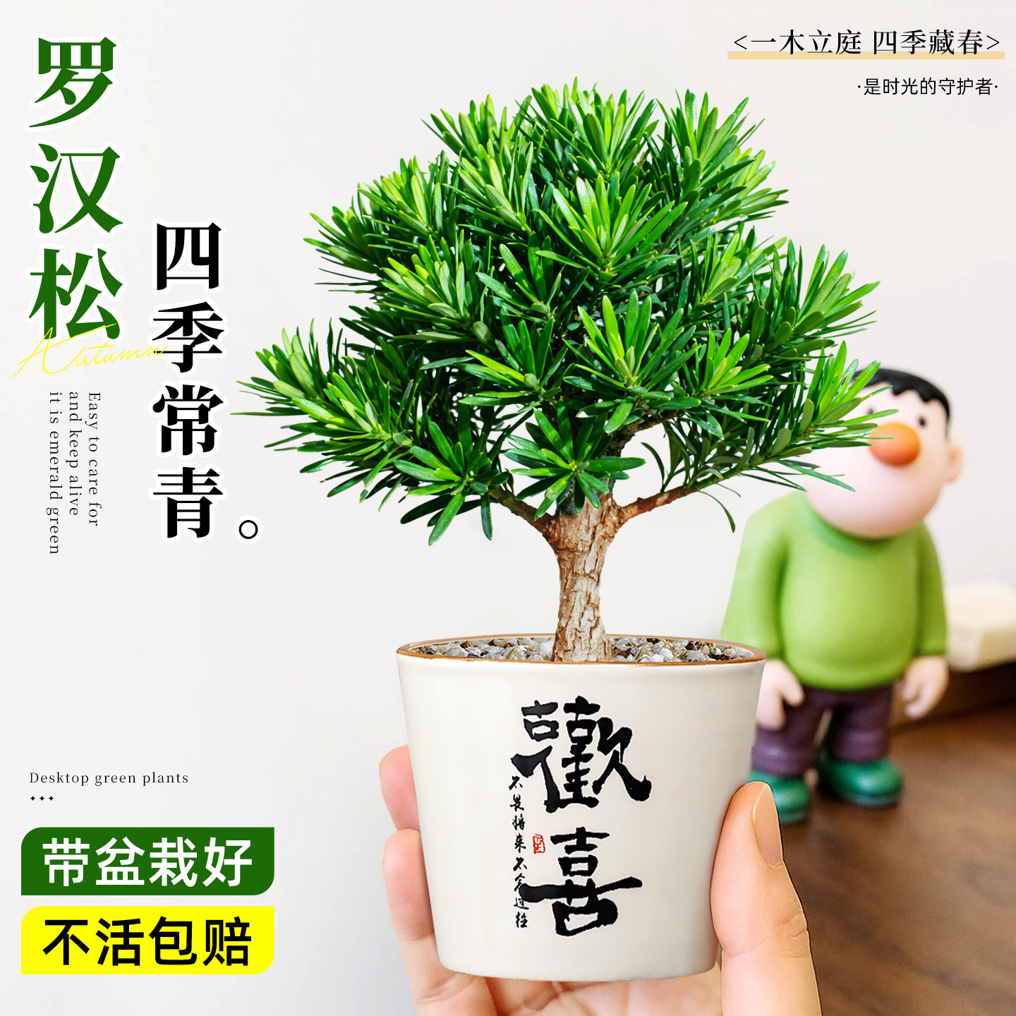 上班空闲的时候养一盆罗汉放青松