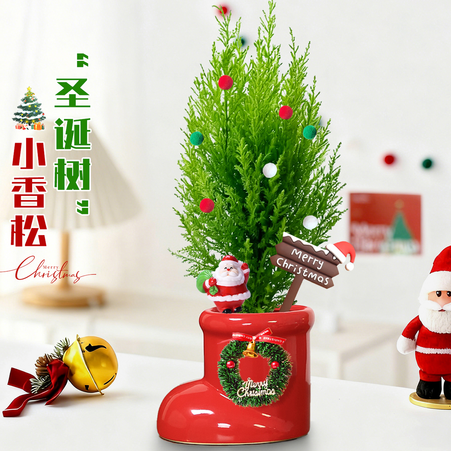 圣诞绿植好看好养好玩