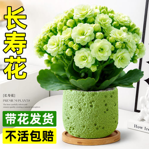 富贵多财吉祥长寿花卉