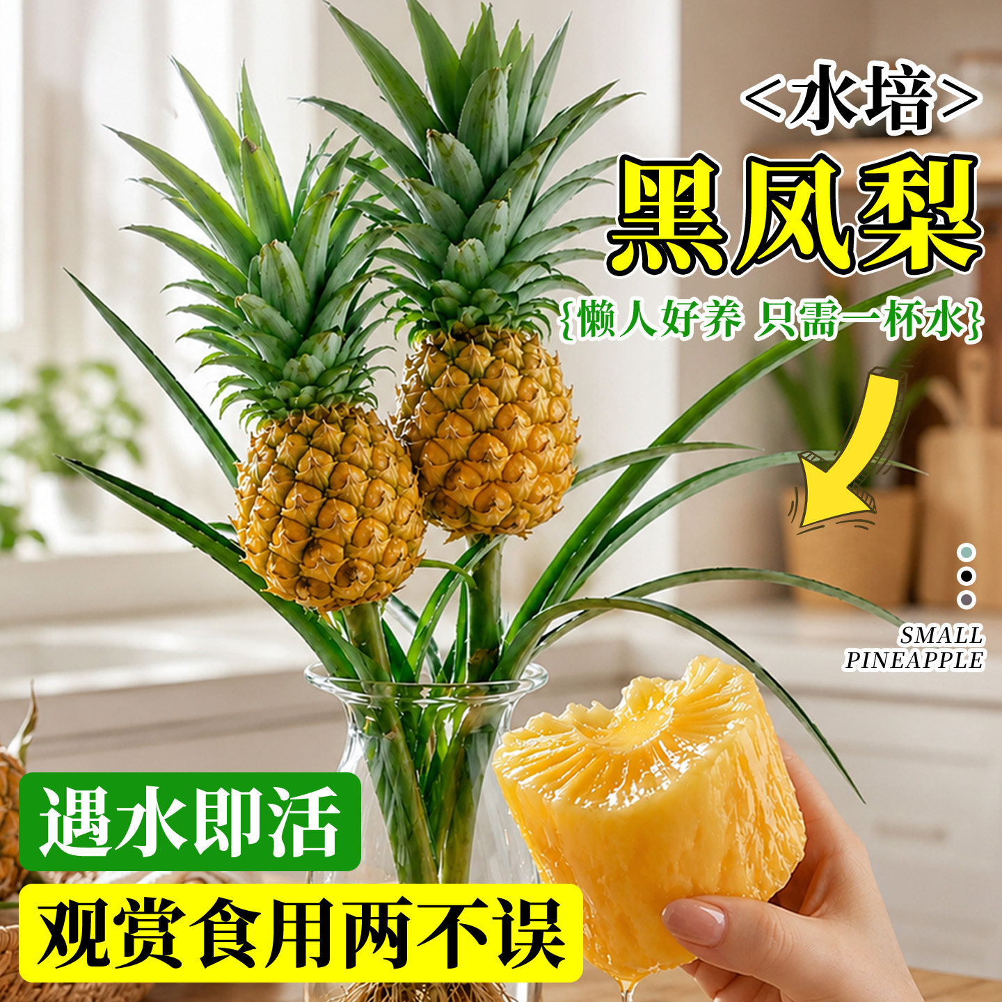 水培菠萝黑凤梨动感光菠可食用办公室桌面解压绿植鲜切直发氛围感