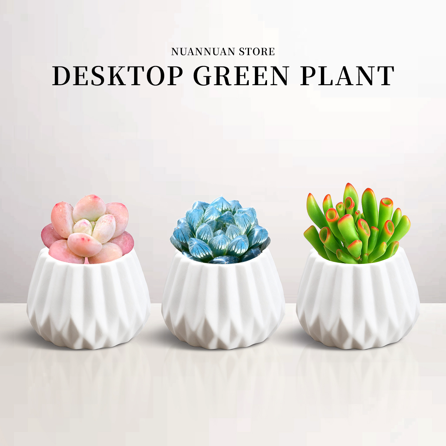 多肉植物室内小盆栽大颗情绪玉露高级精品趣味好养活幼儿园高颜值