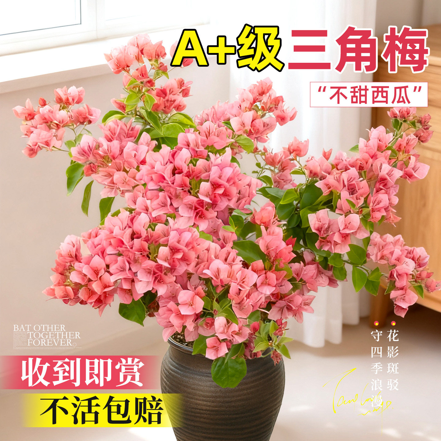 光照爆花的三角梅盆栽！超级好养图片