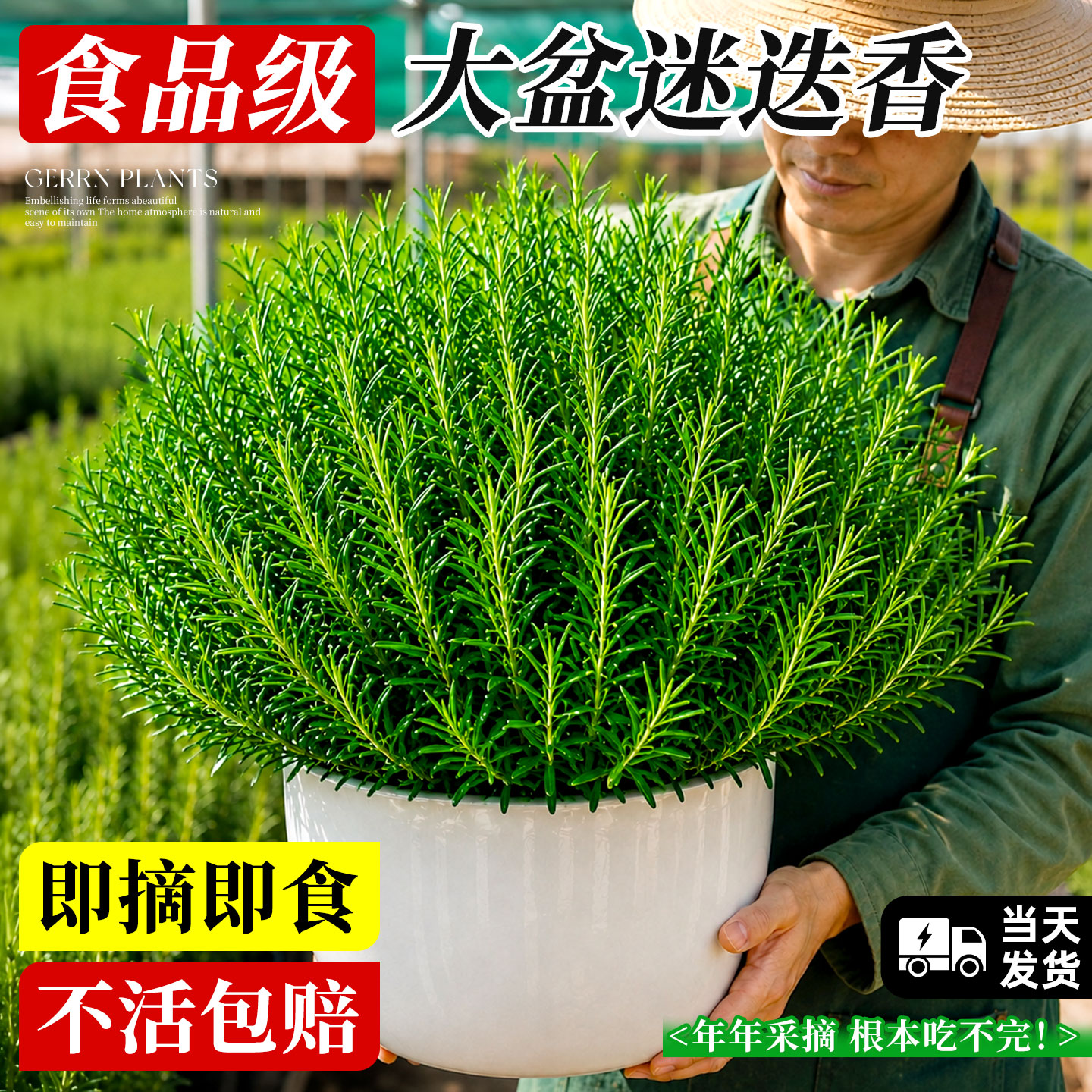 大盆迷迭香，可食用牛排调料图片