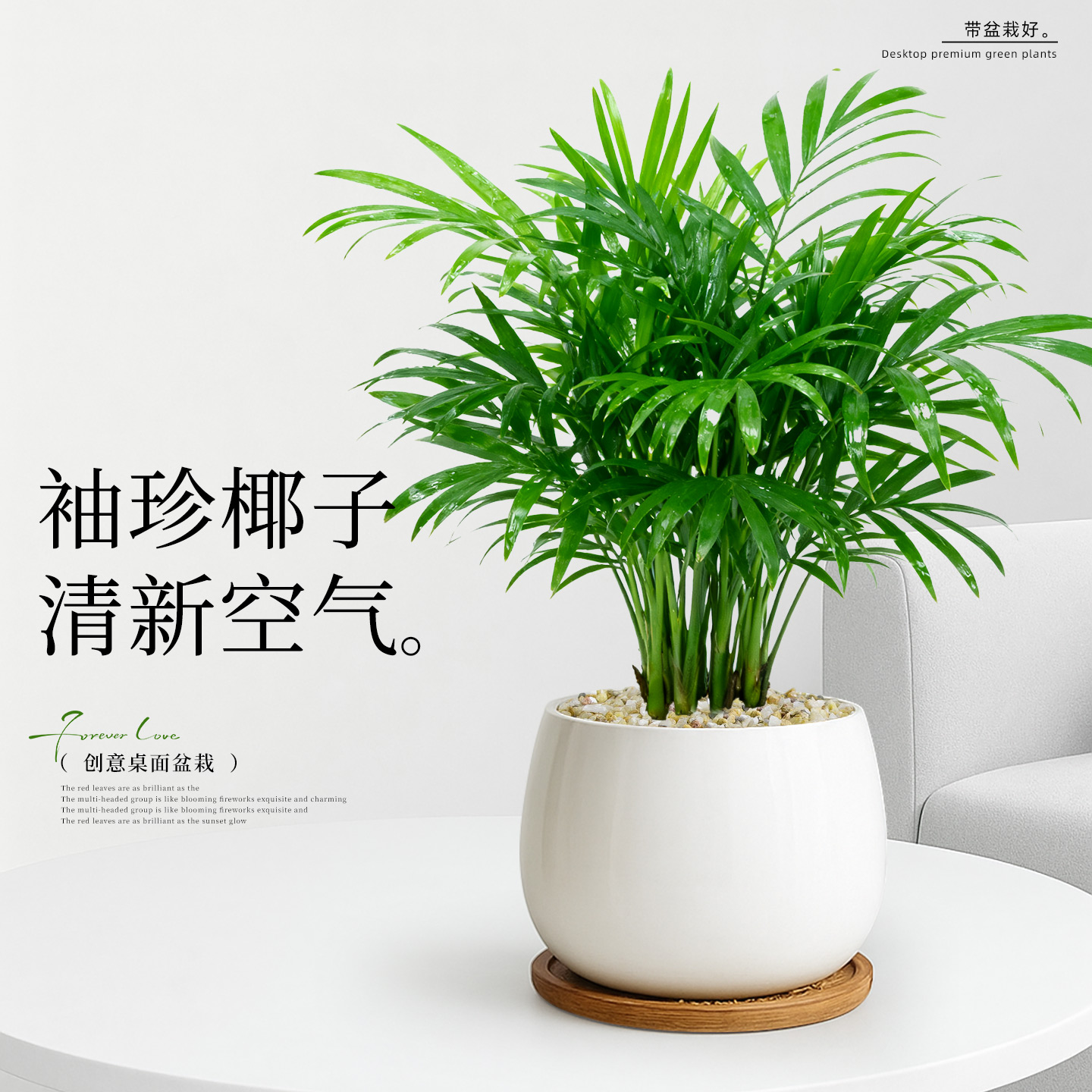 袖珍椰子治愈桌面小森林畅享新鲜