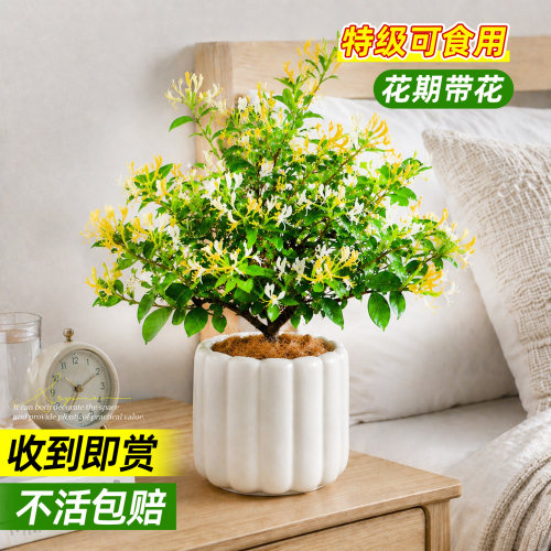 随用随取！可食用金银花老桩盆栽