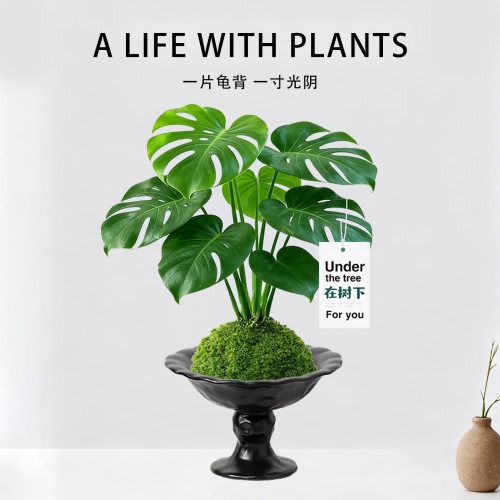 四季常青|龟背竹苔藓球水培植物