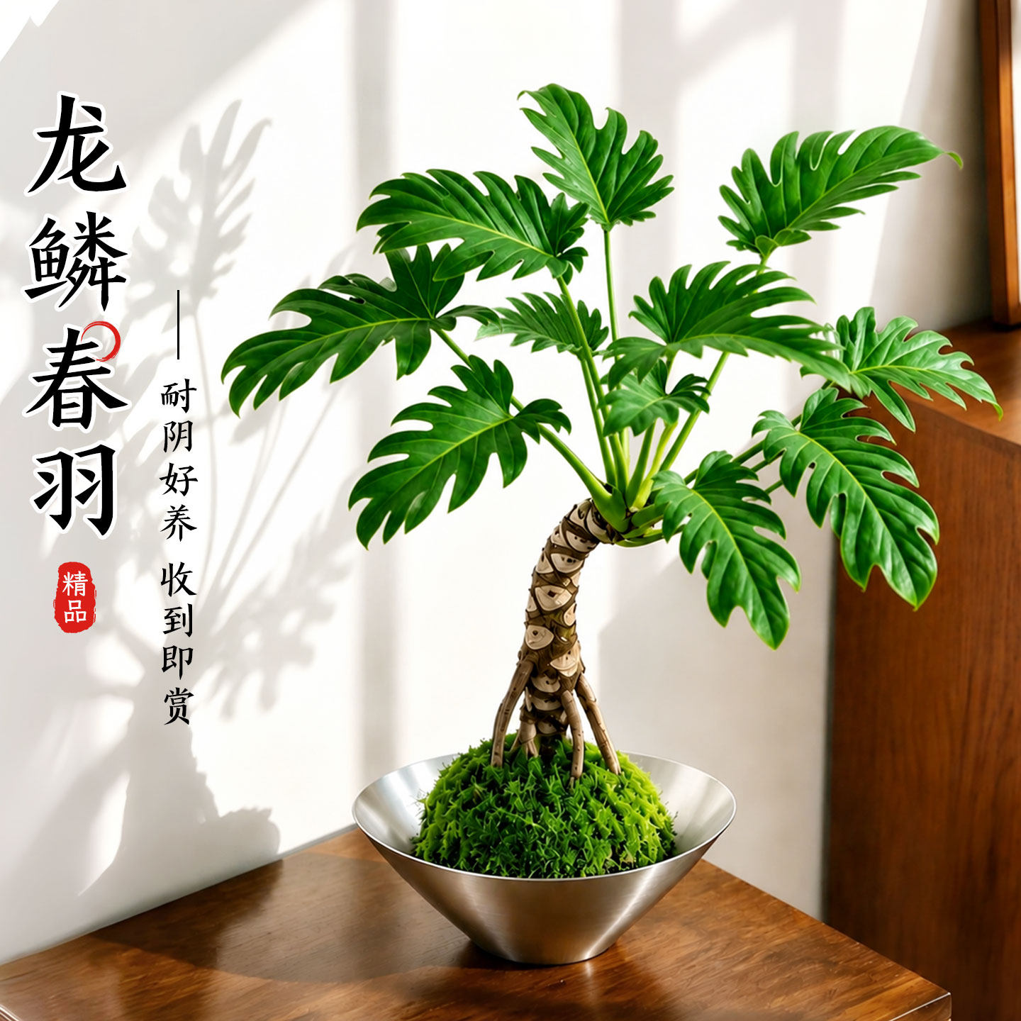 龙鳞春羽小天使苔藓球盆栽老桩办公室内外桌面绿植物水培净化空气