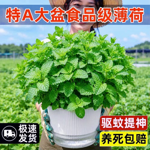 可食用精品大苗薄荷盆栽香草植物