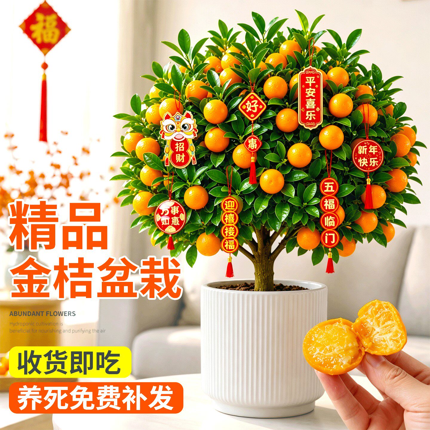 金桔树盆栽树苗年宵可食用带果脆皮客厅室内乔迁开业绿植好养果树
