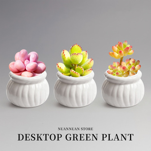 多肉植物室内盆栽稀有品种名贵趣味精品情绪价值迷你小盆桌面好养
