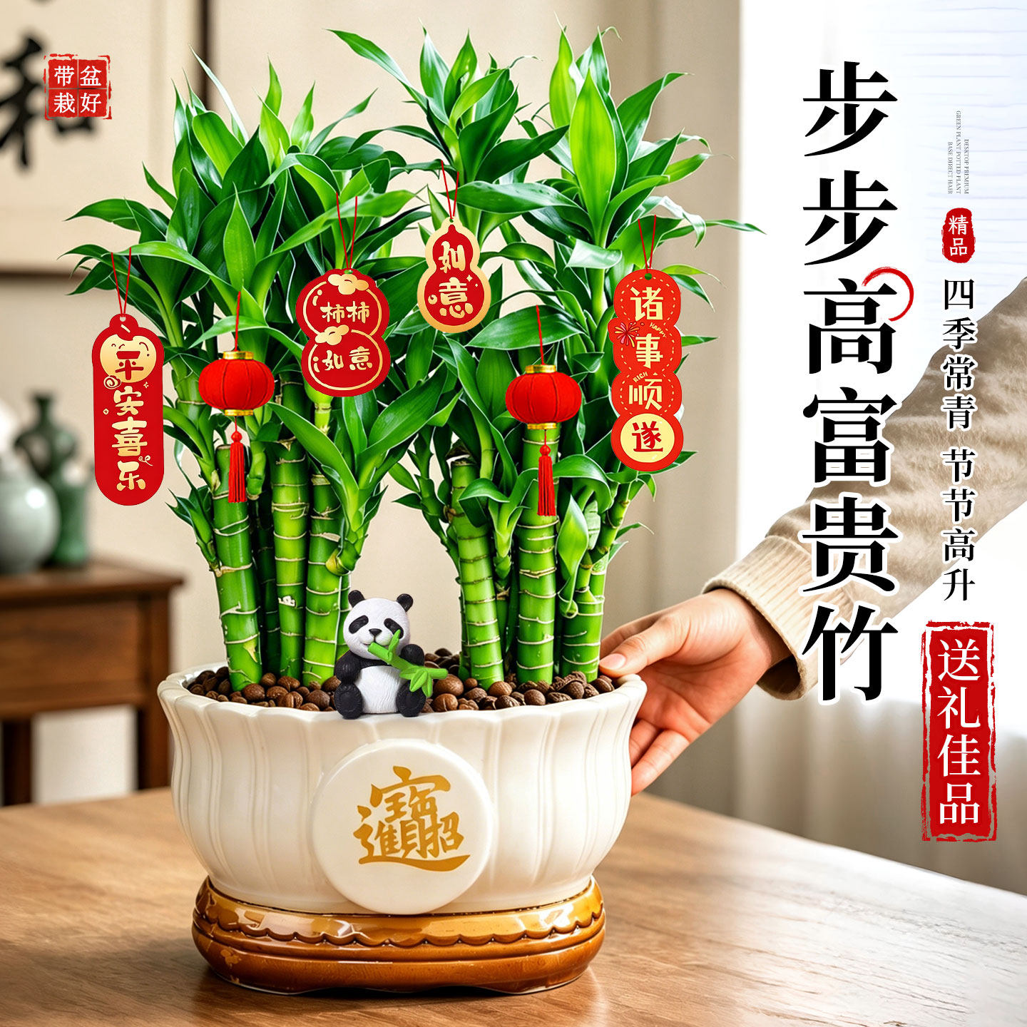 步步高富贵竹盆栽招财竹子办公室内桌面绿植物水培好养四季好养