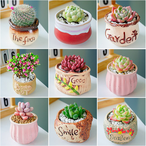 陶瓷简约多肉组合好养活