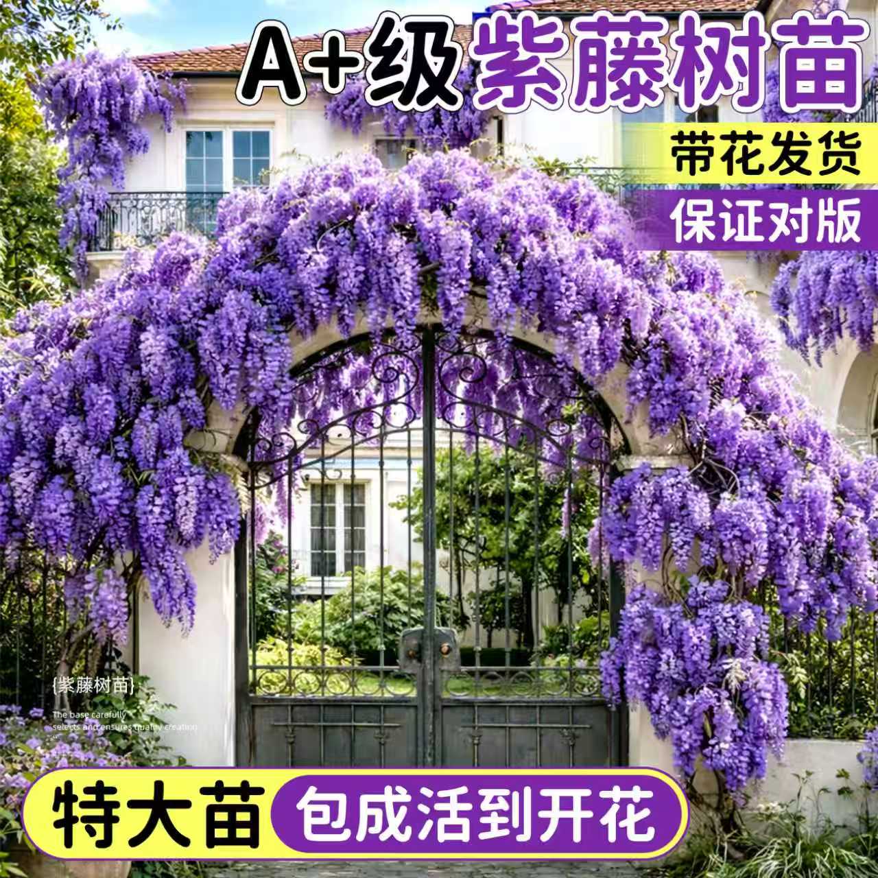 绝美的老桩紫藤花攀藤花卉超好养图片