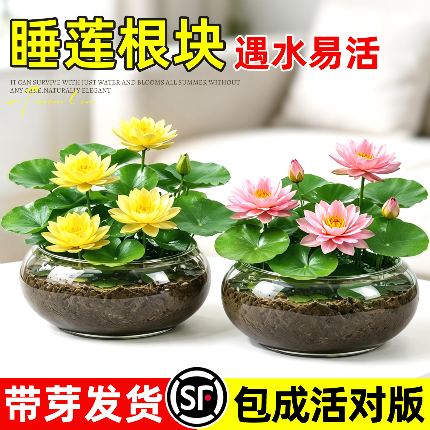莲花盆栽水养花卉睡莲块根种绿植物盆景室内桌面客厅阳台庭院鱼缸