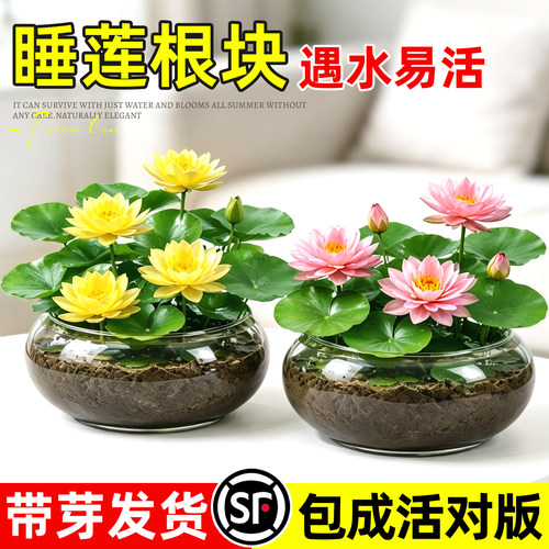 【出淤泥而不染濯清涟而不妖】