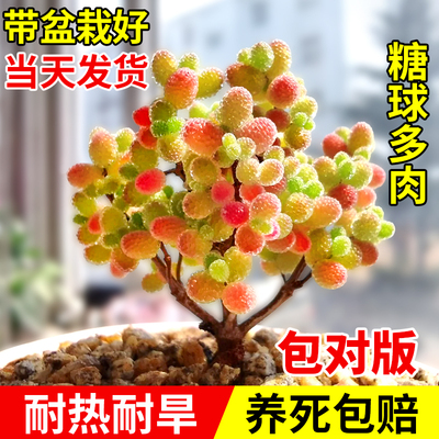 糖球枝干番杏室内外多肉植物