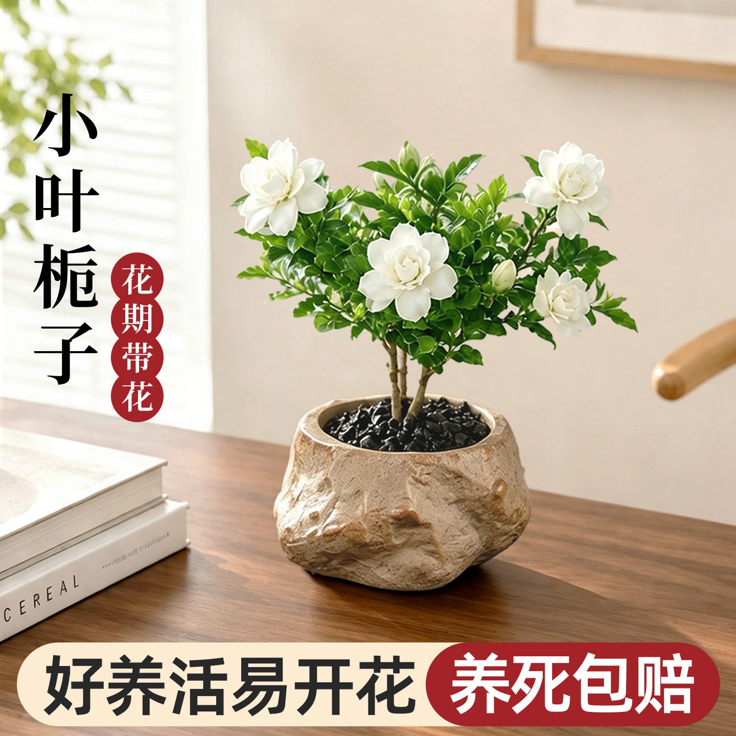 栀子花盆栽小叶绿植鲜花卉桌面盆景办公室内客厅四季开花懒人好养