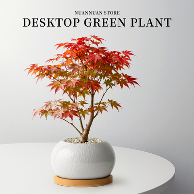 到了赏枫叶的季节！红枫植物盆栽