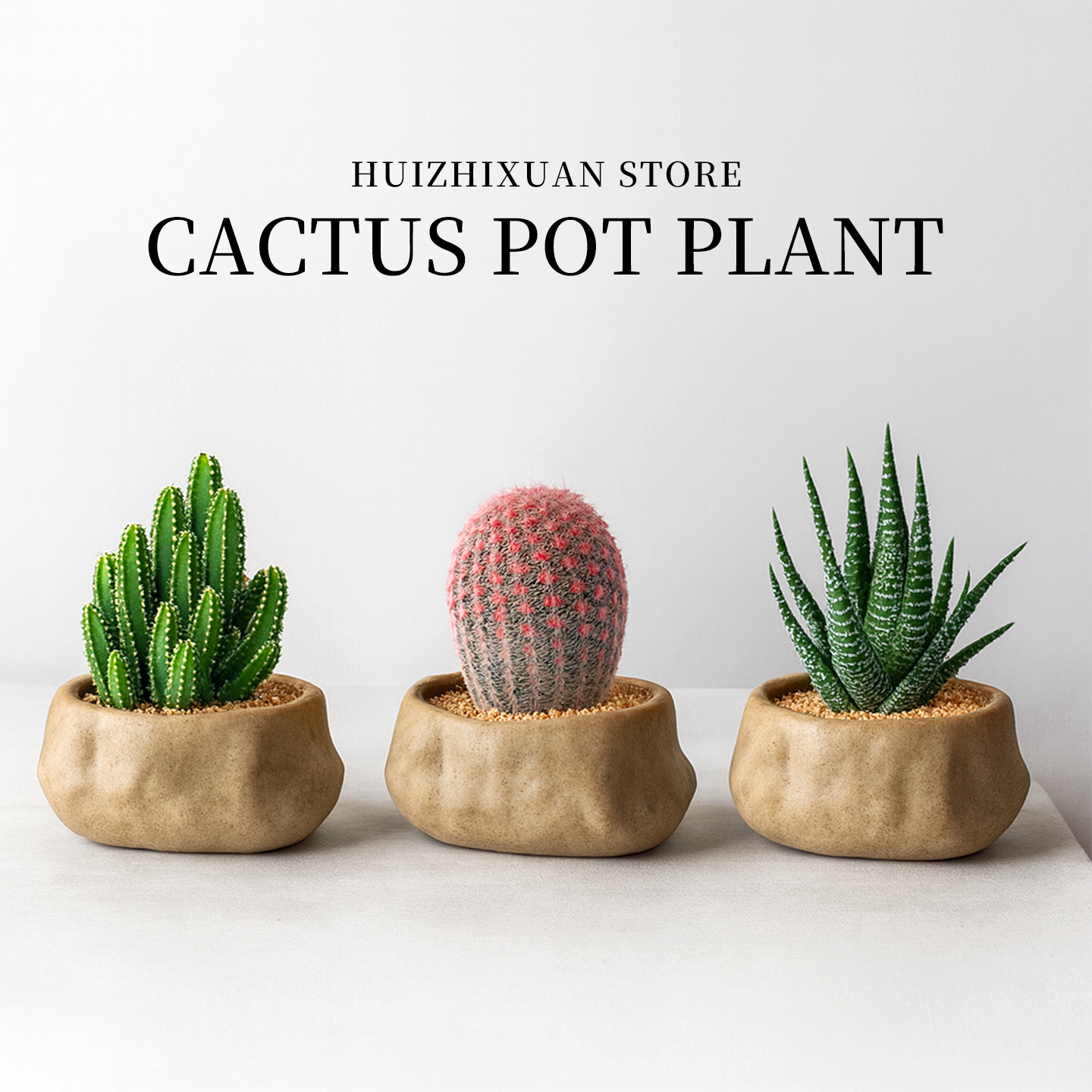 憨萌仙人掌趣味美好生活耐旱好养