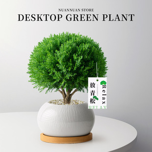 放青松绿植小盆栽雾松植物盆景摆件办公室内客厅桌面四季常青好养
