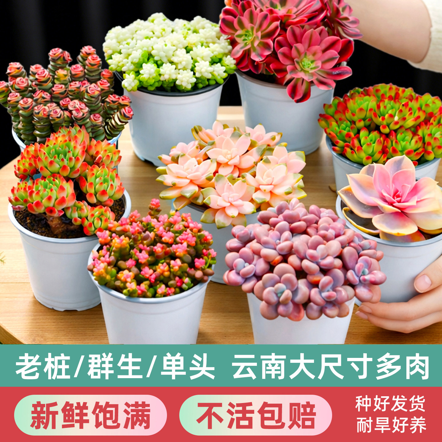 多肉盆栽云南大株肉肉多头绿植花室内外阳台植物含盆带土种好发货