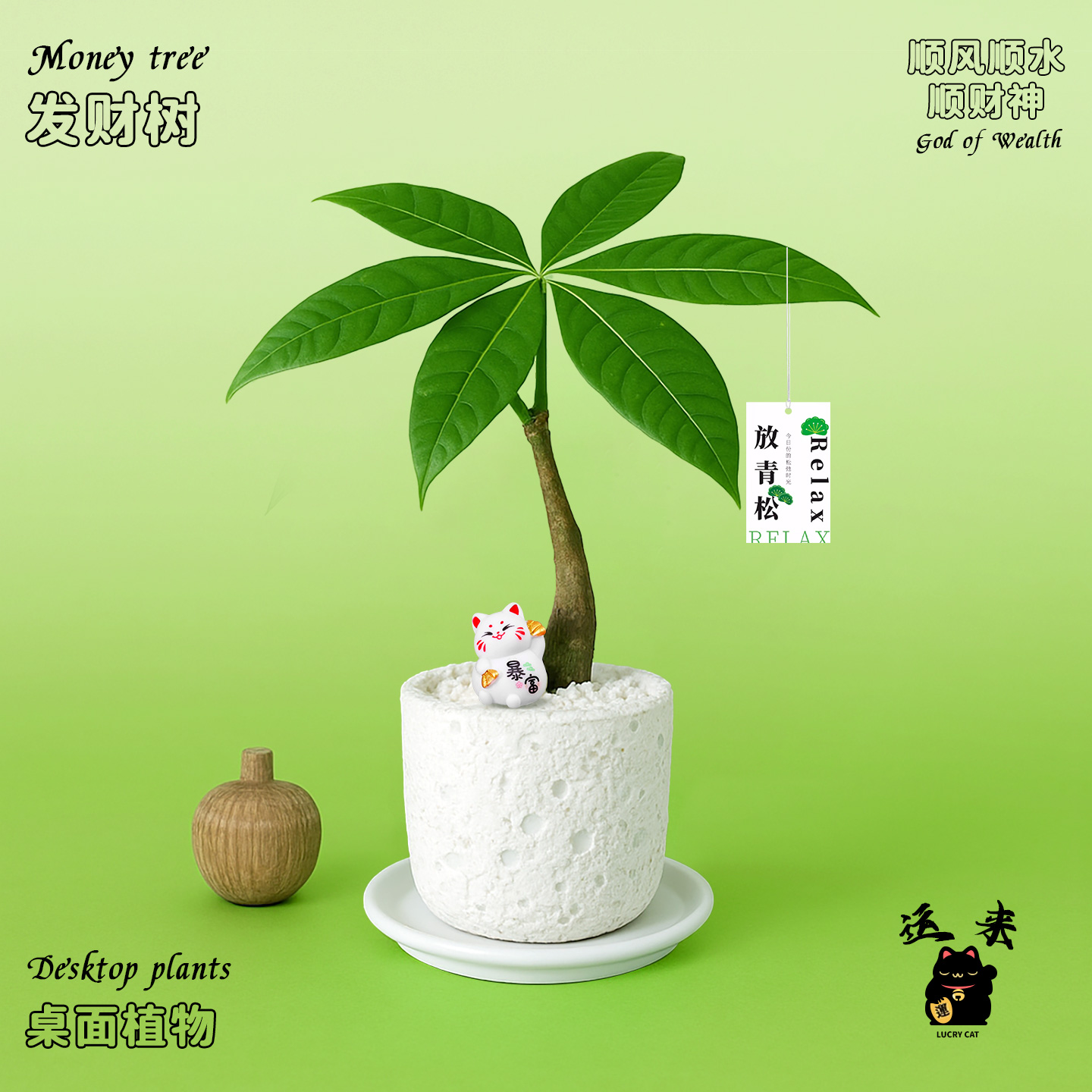 发财树小盆栽花卉办公室绿植室内桌面盆景文竹植物毕业生日礼物女