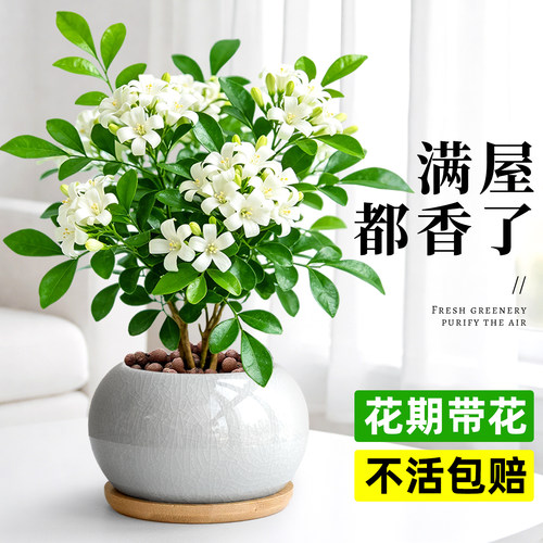 清香九里香桌面小盆栽