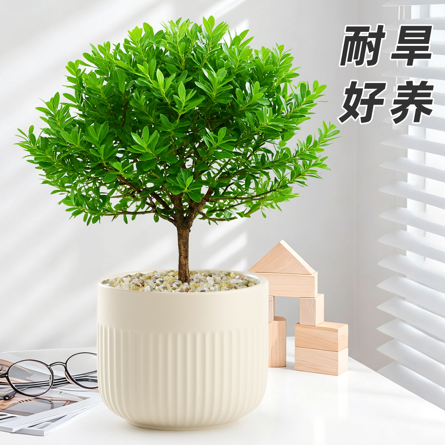 新中式禅意文雅小叶赤楠绿植