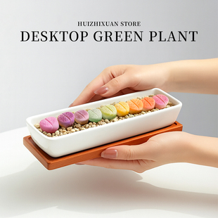 彩色生石花多肉屁股植物肉锥盆栽办公室桌面阳台植物花卉盆景好养