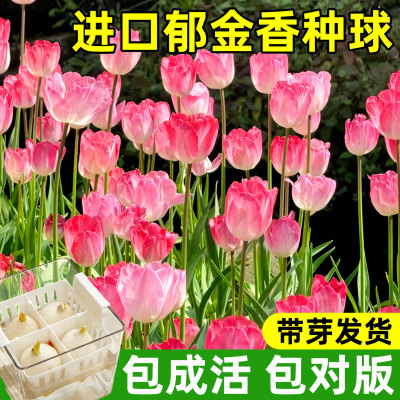 郁金香包活包开花遇水就活