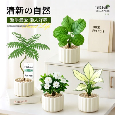 ins治愈盆栽∣桌面绿植合集