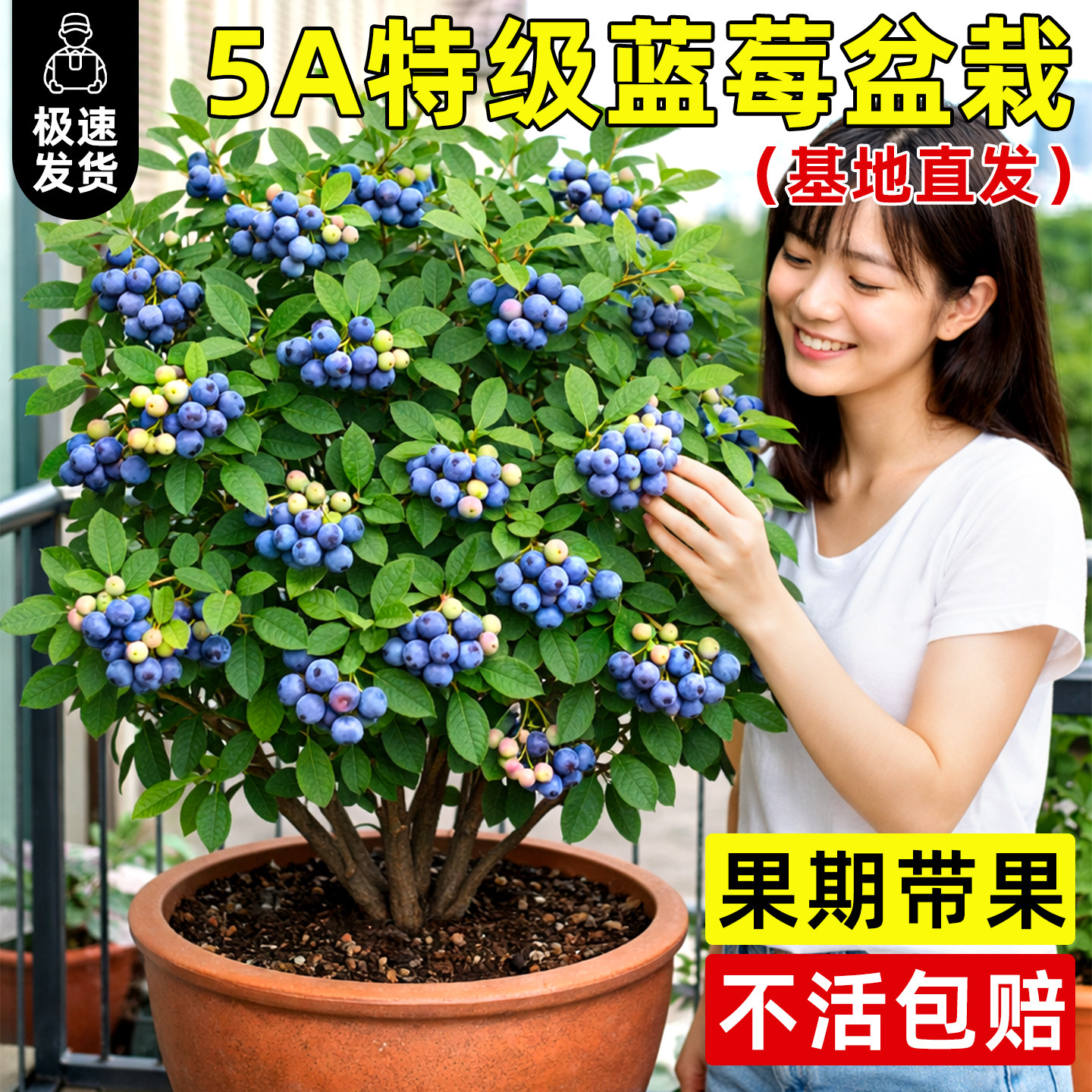 蓝莓树果苗盆栽精致大果可食用植物云南室内阳台懒人四季好养绿植