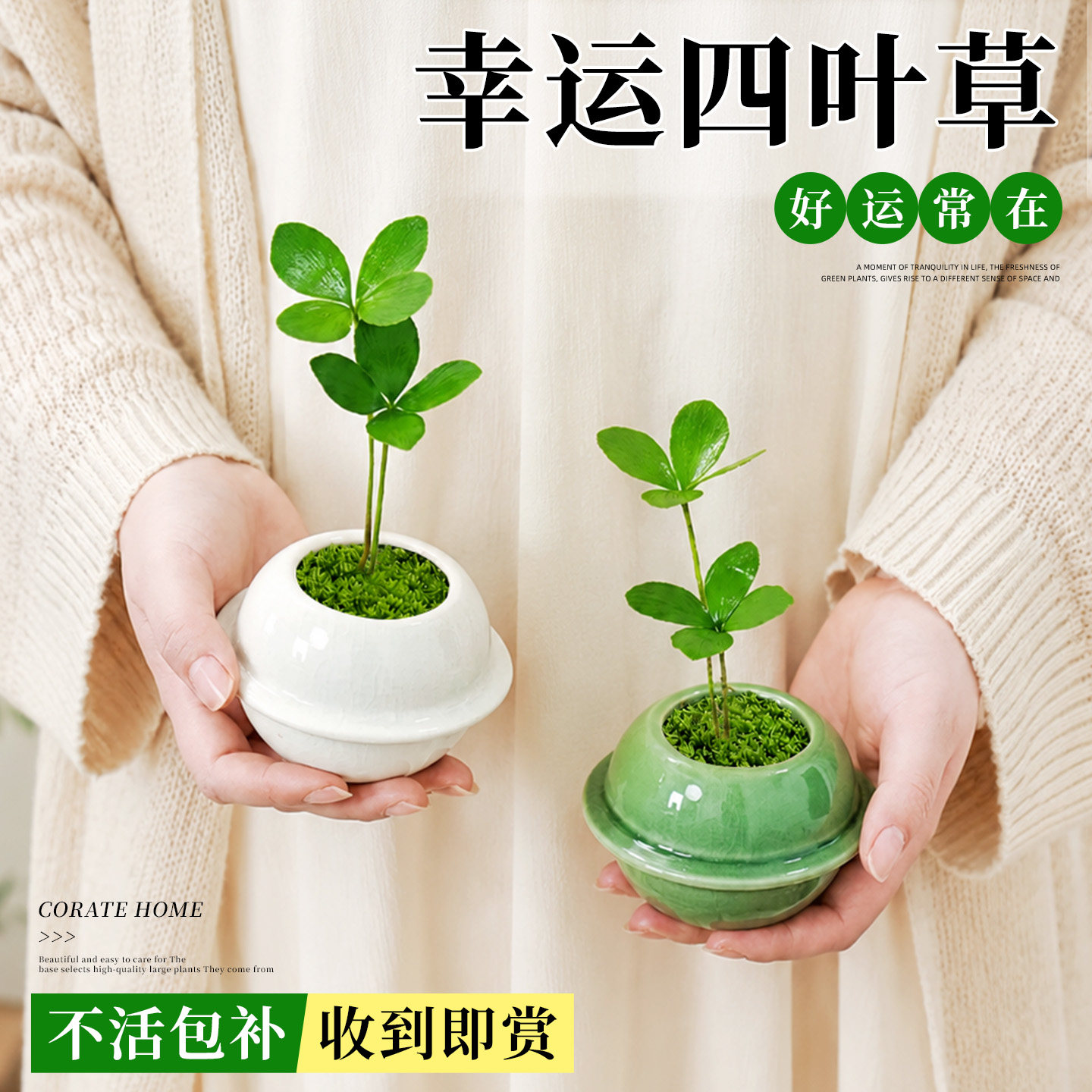 幸运四叶草盆栽室内桌面绿植四季招财纳福耐阴懒人好养居家小摆件