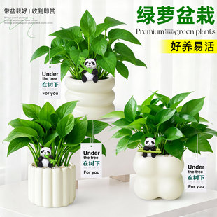 绿萝盆栽办公室内桌面绿植物奶油风客厅新家四季 青净化空气吸甲荃