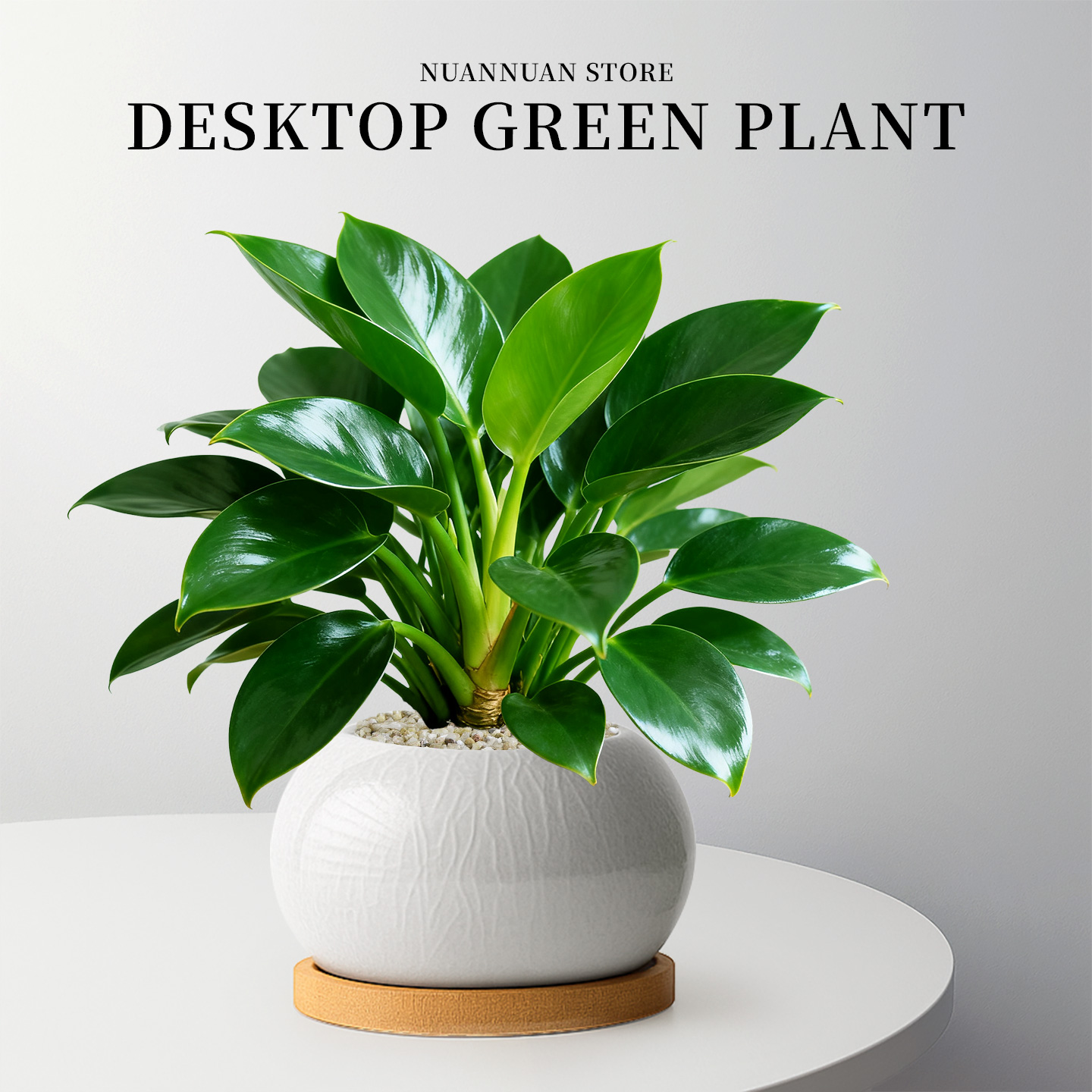 八方来财盆栽金钻绿公主植物除醛