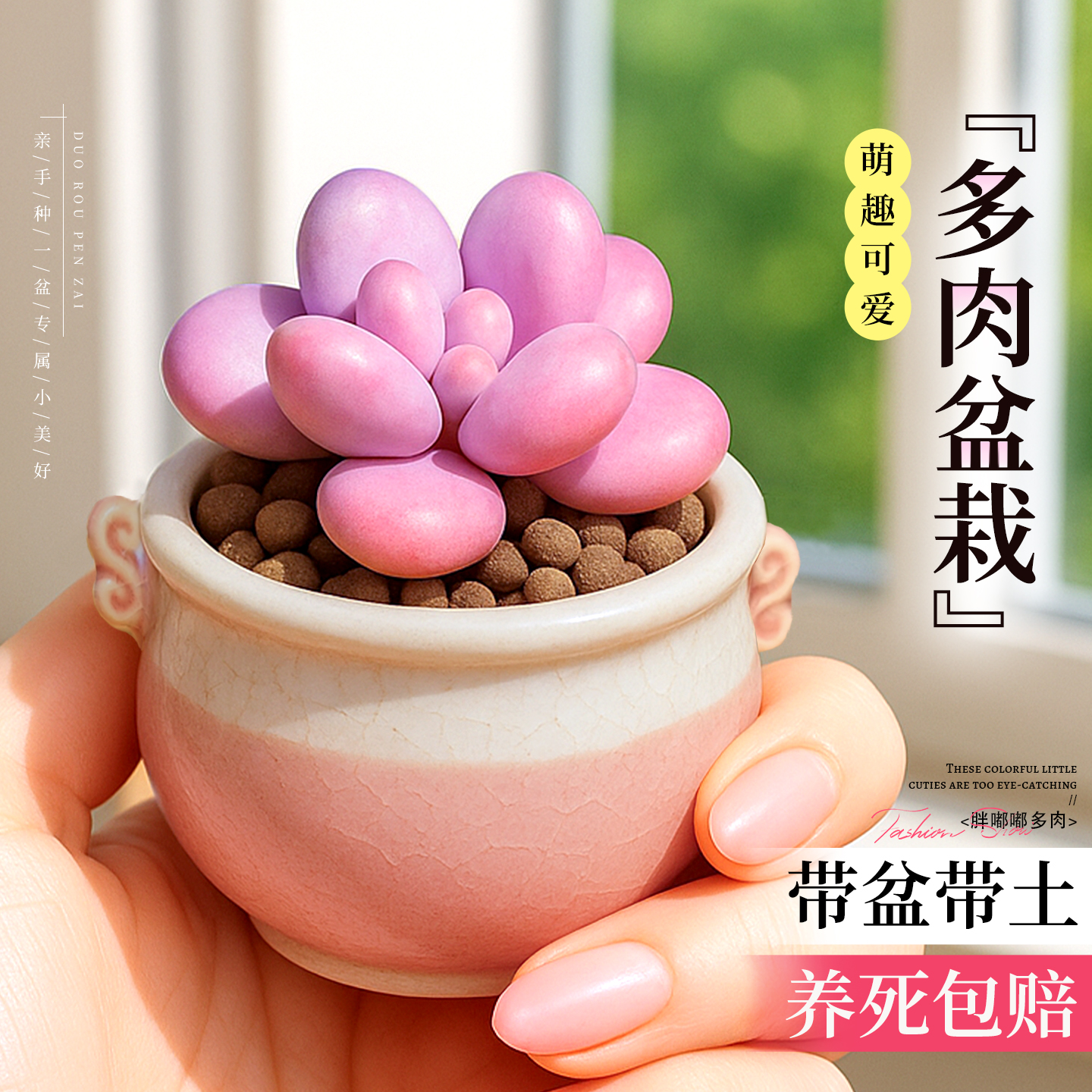 多肉植物迷你办公室内桌面小盆栽多头群生桃蛋老桩绿植幼儿园礼物