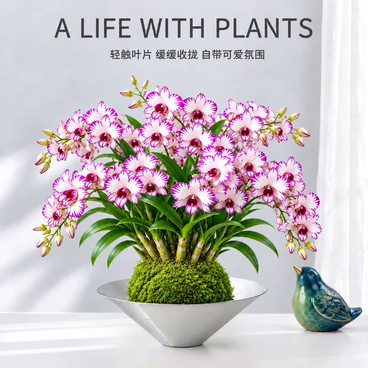 泼墨石斛兰苔藓球盆景高级精致稀有兰花卉绿植物盆栽摆件懒人好养