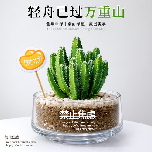 治愈成年人的桌面小盆栽